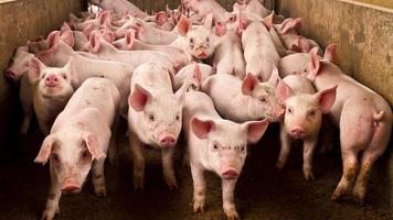 Pig Farm Agribusiness