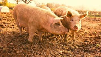 Pigs In Barnyard photo