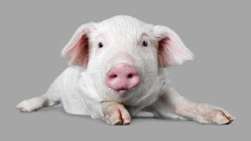Pig On Gray Backgrund photo
