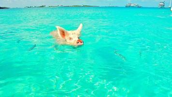 Pig Swimming In The Beach photo