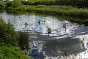 Ducks swimming in river photo