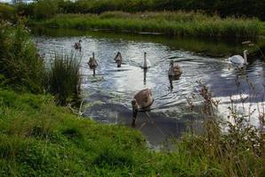 Ducks swimming in river photo