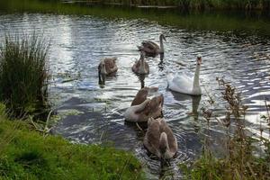 Ducks swimming in river photo