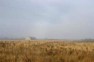 shot of a forest of evergreen trees and a house covered in fog photo