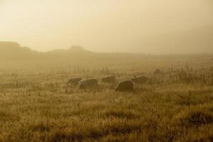 sheep in green meadow under the fog in scotland photo