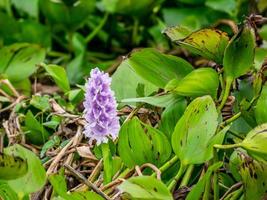 Closeup of Flowering Water Hyacinth on the pond photo