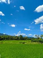 Beautiful rice field landscape with amazing view of blue sky, rice fields, village fields photo