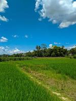 vista de los campos de arroz en la parte rural de indonesia a principios del verano foto