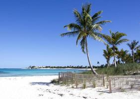 playa de la isla paraíso con palmeras foto