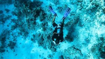 un hombre buceando con un traje de neopreno bajo el agua, nadando a lo largo del fondo y arrecifes de coral en el mar rojo. foto
