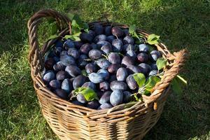 Blue plum,delicious purple sweet fruit in wooden basket made of vines,harvest time in the orchard,seasonal autumn fruit,organic vegetarian ingredient,ukrainian garden,prunus domestica,Japanese symbol photo