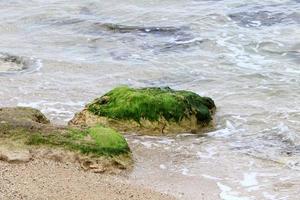 algas en las rocas a orillas del mar mediterráneo en el norte de israel. foto