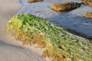 Algae on the rocks on the shores of the Mediterranean Sea in northern Israel. photo