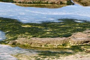 Algae on the rocks on the shores of the Mediterranean Sea in northern Israel. photo