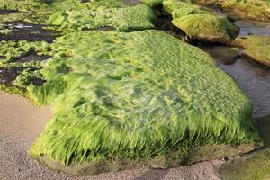 Algae on the rocks on the shores of the Mediterranean Sea in northern Israel. photo