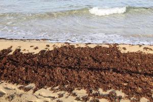 Algae on the rocks on the shores of the Mediterranean Sea in northern Israel. photo