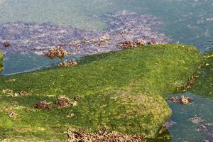 Algae on the rocks on the shores of the Mediterranean Sea in northern Israel. photo