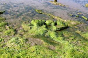 Algae on the rocks on the shores of the Mediterranean Sea in northern Israel. photo