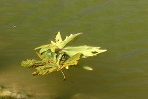 Fallen leaves and flowers in a city park in Israel. photo