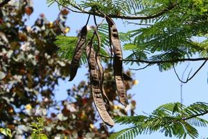 Carob tree in a city park in northern Israel. photo