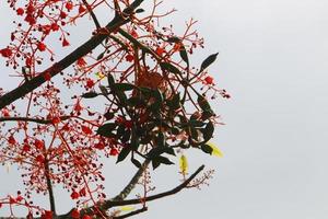 Carob tree in a city park in northern Israel. photo