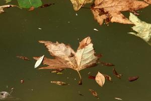 Fallen leaves and flowers in a city park in Israel. photo