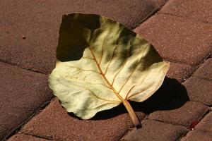 Fallen leaves and flowers in a city park in Israel. photo