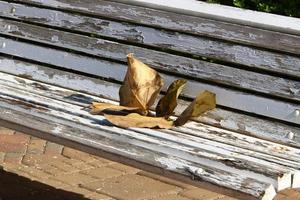 Fallen leaves and flowers in a city park in Israel. photo