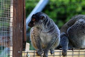 A small monkey lives in a zoo in Israel. photo