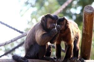 A small monkey lives in a zoo in Israel. photo