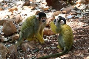 A small monkey lives in a zoo in Israel. photo