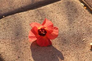 hojas y flores caídas en un parque de la ciudad en israel. foto