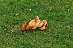 Fallen leaves and flowers in a city park in Israel. photo