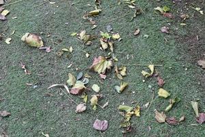 Fallen leaves and flowers in a city park in Israel. photo