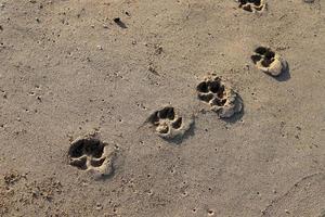 Footprints in the sand by the sea photo