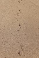 Footprints in the sand by the sea photo