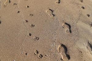 Footprints in the sand by the sea photo