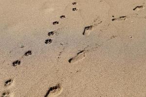 Footprints in the sand by the sea photo