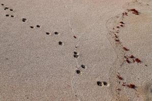 Footprints in the sand by the sea photo