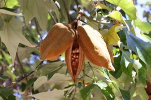 brachychiton crece en un parque de la ciudad en el norte de israel. foto