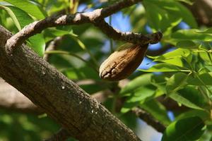 Brachychiton grows in a city park in northern Israel. photo