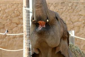 Elephants live in a zoo in Israel. photo