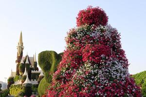 Dubái, Emiratos Árabes Unidos 07. 12 2022 . plantas y flores en el jardín milagroso en dubai. foto