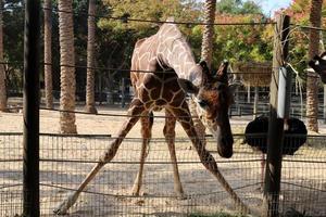 A giraffe lives in a zoo in Israel. photo