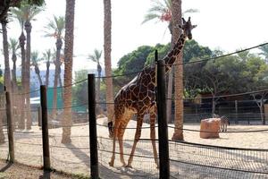 una jirafa vive en un zoológico en israel. foto