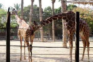 A giraffe lives in a zoo in Israel. photo