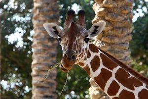 A giraffe lives in a zoo in Israel. photo