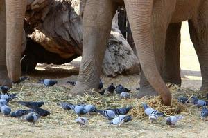 Elephants live in a zoo in Israel. photo