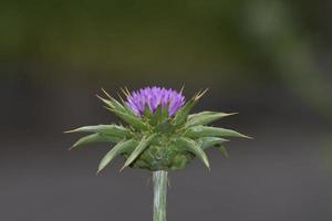 Milk Thistle --Silybum marianum-- Germany photo