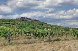 paisaje de viñedos en badacsony, balaton, hungría foto